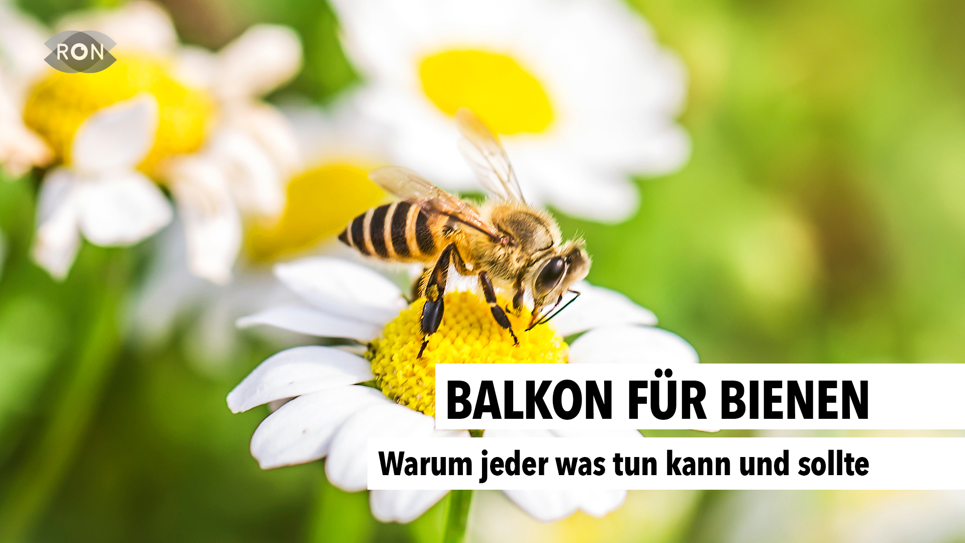 Balkon für Bienen RON TV