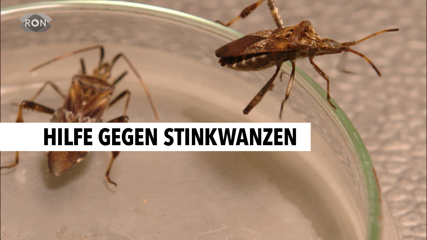 So werdet ihr die ungebetenen Gäste los - RON TV